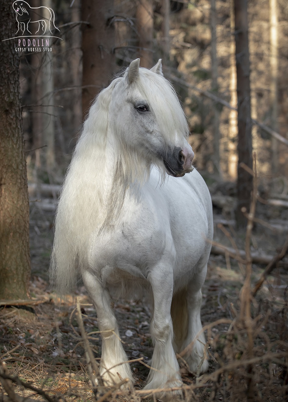 Blue and White Gypsy Cob Mare.jpg